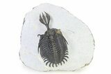 Short Trident Walliserops Trilobite - Timrzit, Morocco #316663-2